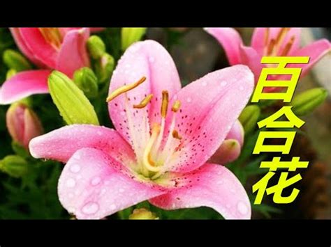 百合花可以放房間嗎